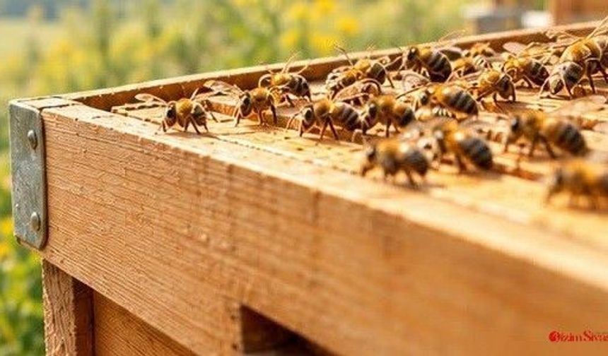 2026 Arılı Kovan Desteği: Son Başvuru Tarihi 30 Ekim