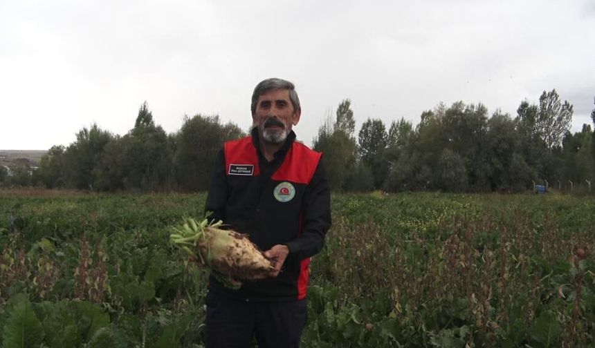 Sivas’ta pancarda yüksek rekolte beklentisi