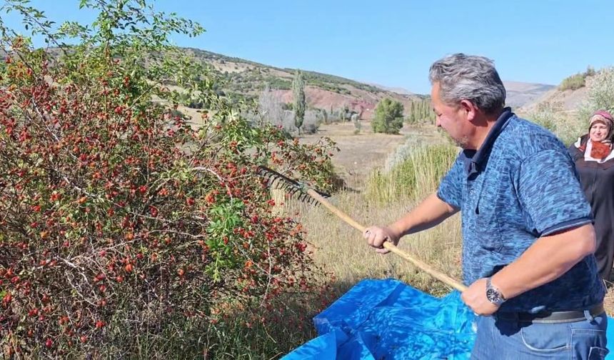 Sivas'ta dikenler arasından tezgahlara: Kuşburnu