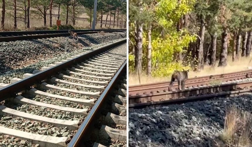 Sivas'ta vaşak ailesi tren yolunda