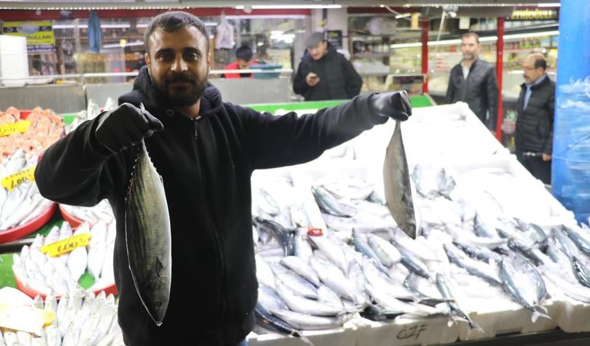 Palamut bolluğu Sivas’a da yansıdı, tanesi 100 TL’den satılıyor