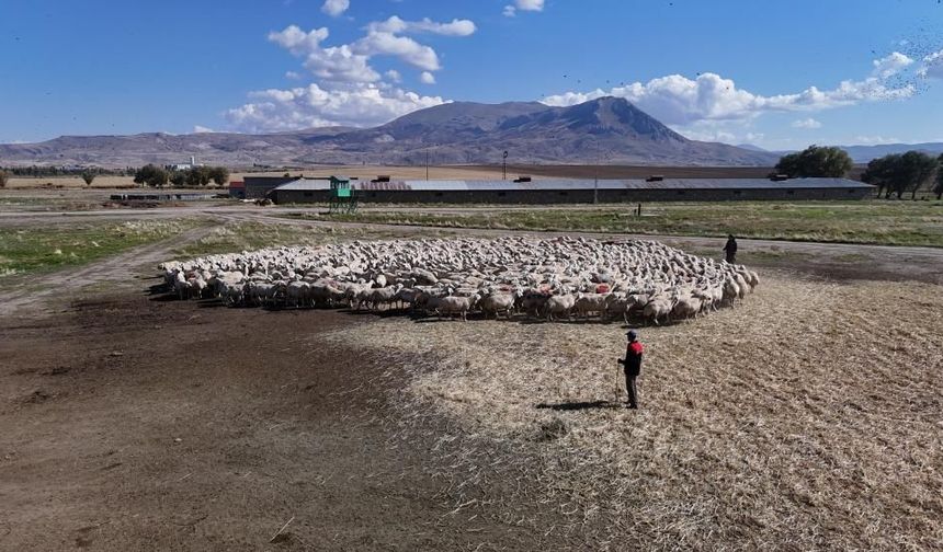 Sivas'ta koçlar boyandı, sürüye katıldı