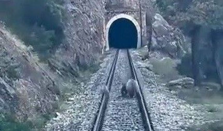 Divriği’de Anne Ayı ve Yavruları Trenin Önüne Çıktı