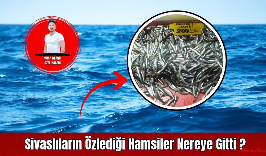 Sivaslıların Özlediği Hamsiler Nereye Gitti?