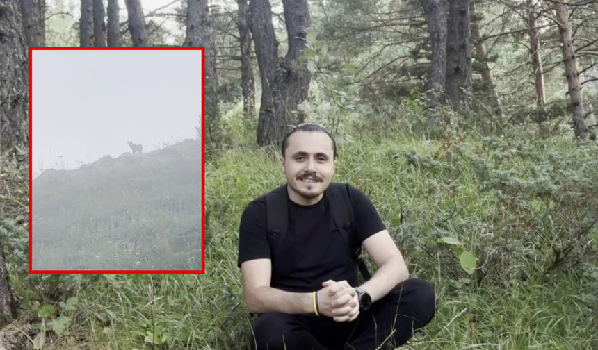 Sisli ormanda ortaya çıkan vaşak Sivas’ta görüntülendi