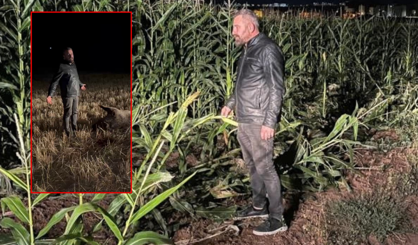 Domuz sürüsü mısır tarlasına zarar verince çiftçi harekete geçti