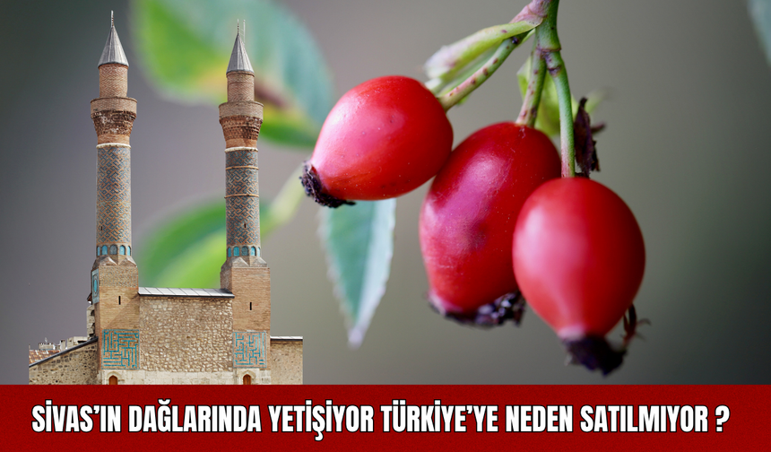 Sivas’ın Dağlarında Yetişiyor, Türkiye’ye Neden Satılmıyor ?