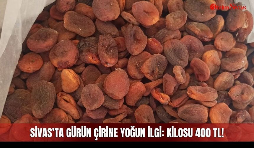 Sivas’ta Gürün Çirine yoğun ilgi: Kilosu 400 TL!