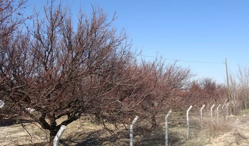 Kayısıda Yeni Sezonun En Hassas Dönemi Başladı